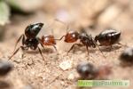Deux fourmis acrobates Crematogaster scutellaris noires brillantes avec un abdomen en forme de pique ou de coeur et la tête rouge, au sol.