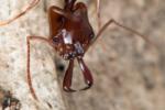 Gros plan sur la tête d'une fourmi brune du genre des fourmis piège à mâchoires Odontomachus.