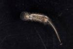 Une larve à queue de rat aquatique, larve de mouche de la famille des syrphes (Eristalis), blanche avec un long appendice à l'arrière du corps, photo macro sur fond noir.