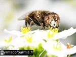 Une mouche avec de grands yeux bruns et beiges tachetés butinent une fleur blanche, il s'agit d'une mouche du genre Eristalis.