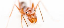 Une fourmi argentée du Sahara, Cataglyphis bombycina, vue de face avec son corps orange recouvert de poils argentés.