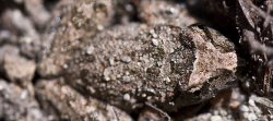 Une petite grenouille ou alyte, le Discoglosse Sarde, Discoglossus sardus présent en Corse, vu ici se camouflant dans la boue.