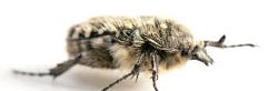Oxythyrea funesta, la cétoine grise ou cétoine funeste est un insecte de l'ordre des coléoptères de la famille des cétoines. Elle a un corps gris et noir avec de longs poils blancs. Ici vu en macro de profil.
