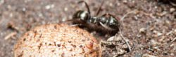 Un microdon, larve blanche de mouche parasite de fourmis, dans un nid de fourmis noires.