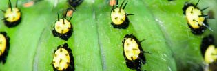Chenille du papillon paon de nuit de couleur verte avec des points jaunes entourés de noirs et des poils piquants noirs.