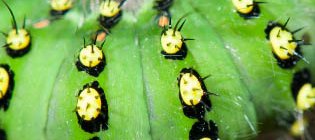 Chenille du papillon paon de nuit de couleur verte avec des points jaunes entourés de noirs et des poils piquants noirs.