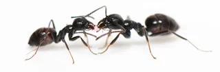 Deux fourmis noires brillantes, Tapinoma magnum (=Tapinoma nigerrimum) sont vues de profil en gros plan macro sur fond blanc en train de partager une gouttelette de liquide rose sucré.