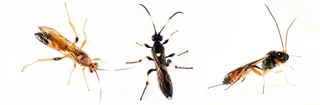 Cette photo macro sur fond blanc montre trois espèces d'ichneumons noirs et jaunes souvent trouvés au bord des fenêtres dans les maisons.