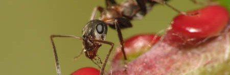 Une fourmi Formica rufibarbis inspecte les nectaires extrafloraux d'une feuille de cerisier.