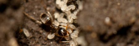 Une ouvrière de fourmi invasive de l'espèce Lasius neglectus prenant soin de larves. Vue de dessus dans son nid.