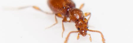 Scydmaenus (Cholerus) hellwigii un petit coléoptère brun orange qui vit dans les fourmilières.