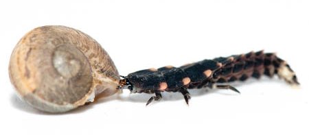un ver luisant noir attaque un escargot, les vers luisants sont des insectes alliés du jardinier qui dévorent les escargots.