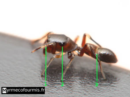 Photo illustrant les critères de myrmecomorphisme de l'araignée-fourmi.