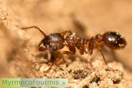 L'espèce de fourmis Myrmica sabuleti est la principale espèce hôte des chenilles parasites de l'Azuré du Serpolet.