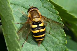 Une fausse guêpe ou mouche syrphe pond des oeufs sur une feuille de plante.
