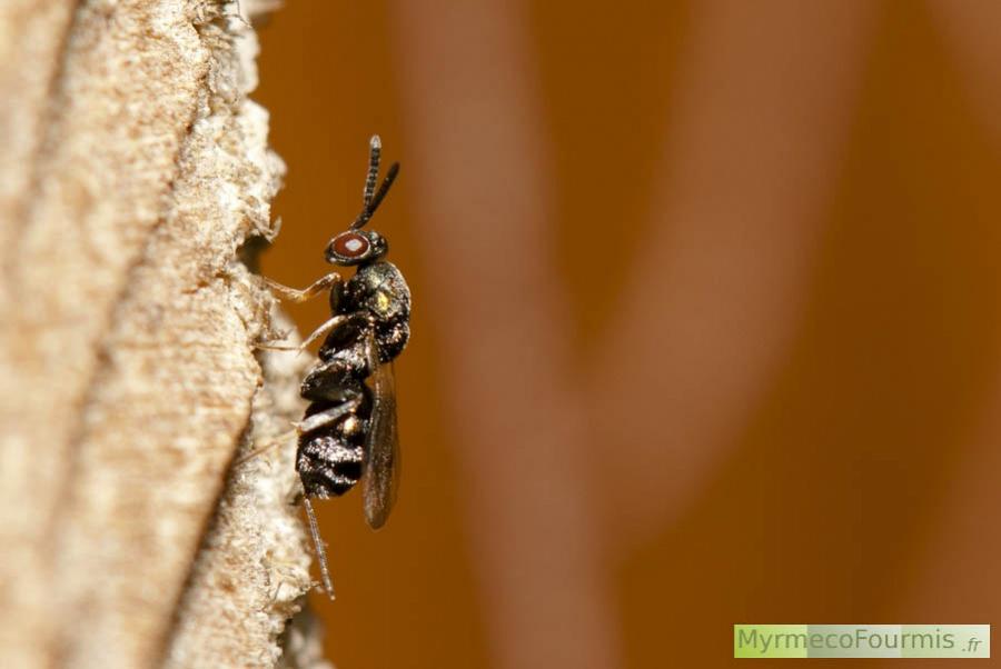 Petite guêpe noire et grise avec des reflets verts sur un morceau de bois. Cette guêpe est un insecte de l'ordre des hyménoptères et de la famille des Torymidae. Il possède un long ovipositeur au bout de l'abdomen qui ressemble à un dard ou à un aiguillon.
