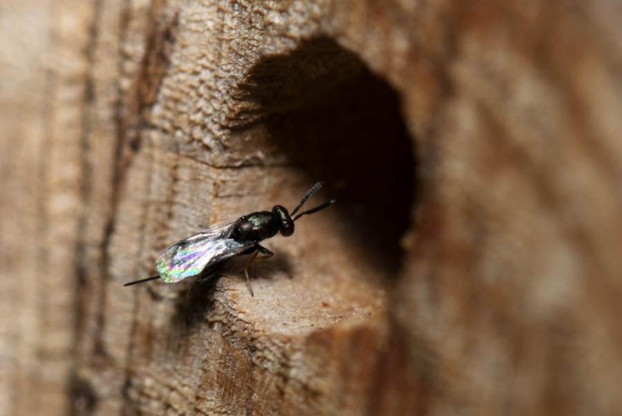 Cette petite guêpe verte de la famille des Torymidae possède un long oipositeur ressemblant à un dard ou à un aiguillon. Elle inspecte l'entrée du nid d'une autre guêpe dans du bois, sur un hotel à insectes.