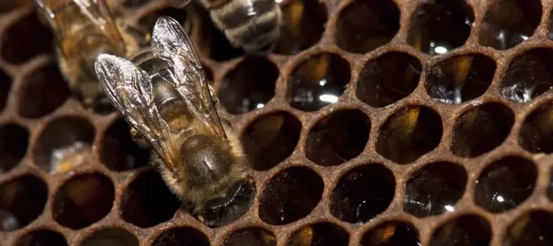 Une abeille sociale Apis mellifera avec la tête dans une cellule de cire contenant du nectar qu'elle transforme en miel.