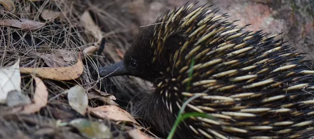 Un échidné Australien, un animal mangeur de fourmis avec un long bec et des piquants blancs ou jaunes sur le dos et un pelage brun foncé, vu de profil dans une forêt d'Australie.