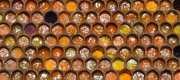 Du pollen de différente couleur est stocké, mélangé à du nectar, sous forme de pain d'abeilles dans les cellules d'une ruche d'abeilles.