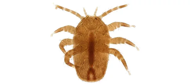 Photo au microscope sur fond blanc d'un acarien rouge orange du genre Tropilaelaps.