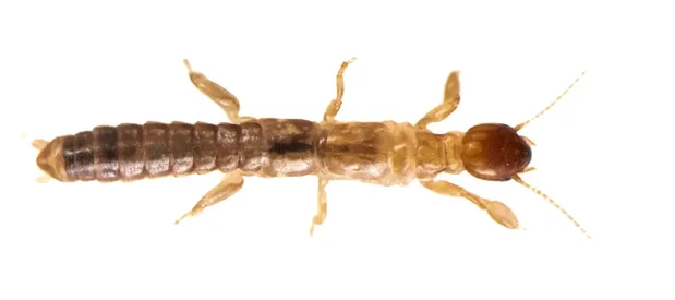 Un insecte embioptère tisseur de toile vu de dessus en macrophotographie sur fond blanc.