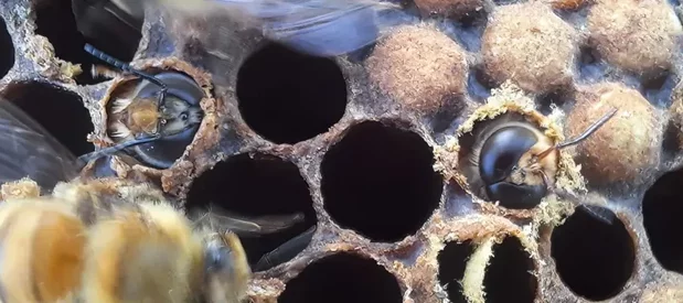 Deux faux-bourdons, les mâles des abeilles, en train d'éclore sur un cadre de ruche.