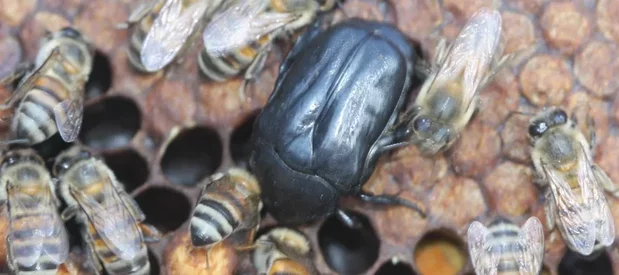 Photographie de Oplostomus fuligineus en Afrique, cette grande cétoine noire est un parasite des ruches qui dévore les larves d'abeilles, il est communément appelé grand coléoptère des ruches.