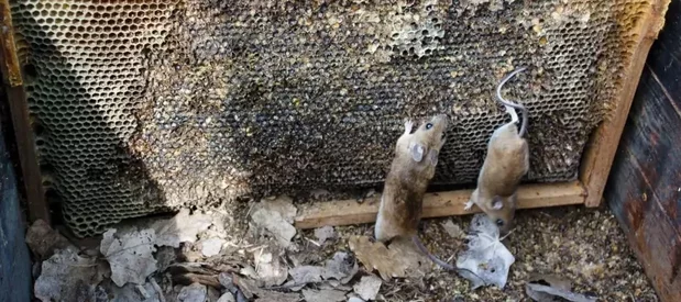 Deux rongeurs ont fait leur nid à l'intérieur d'une ruche.