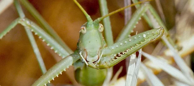 Une magicienne dentelée, Saga pedo, une grande sauterelle protégée de France avec les pattes vert clair dentelé de blanc, vue de face.