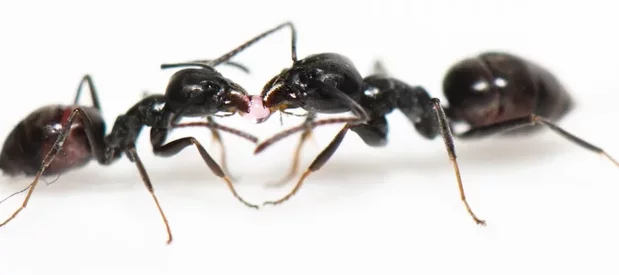 Deux fourmis noires brillantes, Tapinoma magnum (=Tapinoma nigerrimum) sont vues de profil en gros plan macro sur fond blanc en train de partager une gouttelette de liquide rose sucré.