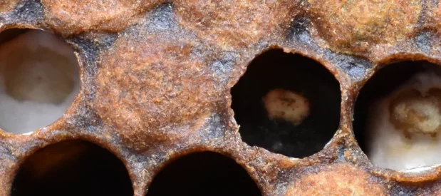 Photographie en gros plan du couvain plâtré des abeilles, trois cellules infectées avec deux cellules blanches et une cellule noire.