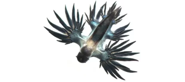 Un dragon bleu des mers, Glaucus atlanticus ou Glaucus marginatus, bleu sur fond blanc.