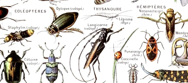 Dessins de différents ordres d'insectes présents en France sur fond blanc, planche morphologique historique.