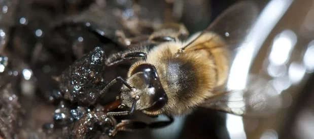 Une abeille sociale (Apis mellifera) boit de l'eau au bord d'un ruisseau. On voit clairement une abeille de couleur brune, jaune et orange boire de l'eau avec son proboscis ("langue") rouge. Cette photo macro montre en gros plan l'abeille sur fond de boue.