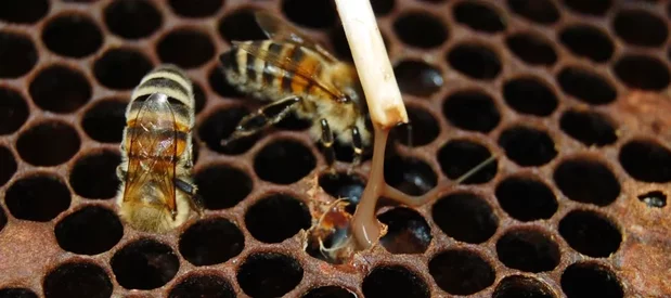 Un apiculteur teste une cellule de couvain d'abeille infectée par la loque américaine. Un filament brun se forme entre la brindille et la cellule, indiquant la présence de Paenibacillus larvae.
