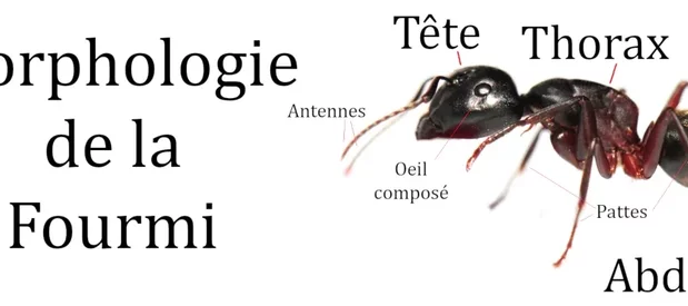 Schéma sur photo de la morphologie simplifiée d'une fourmi.