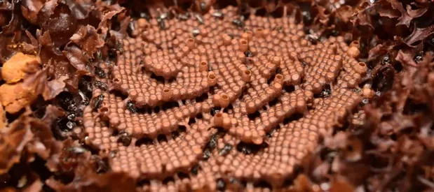 Une ruche d'abeilles sans dard d'Australie, Tetragonula carbonaria.