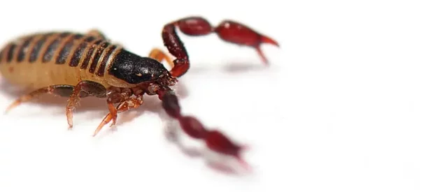 Un gros plan d'un pseudoscorpion sur fond blanc : un prédateur miniature étudié pour lutter contre le varroa dans les ruches. Ce petit arachnide est difficile à élever en grand nombre pour l'apiculture.