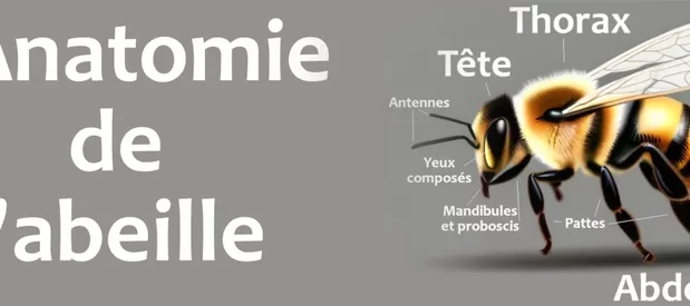 Schéma illustratif de l'anatomie de l'abeille.