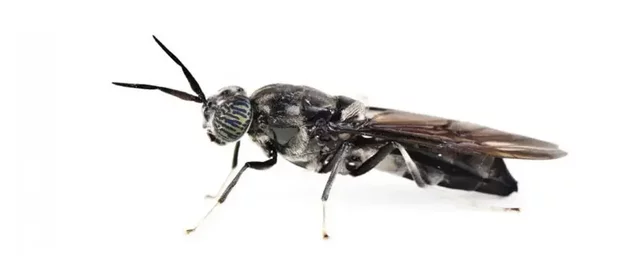 Une mouche soldate des jardins vue de profil sur fond blanc.