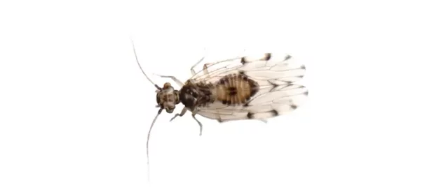 Un petit insecte appelè psoque ou pou du livre, parfois sans ailes en particulier dans les livres, d'autres espèces possèdent des ailes.