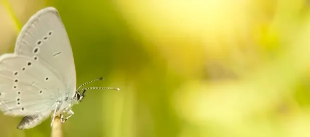Un petit papillon gris (azuré) avec les ailes fermées vu de profil sur fond jaune et vert de prairie, photographie macro.