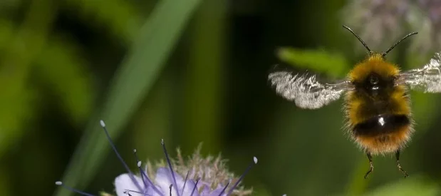 Macrophotographie d'un bourdon orange, brun et noir vu de dos en plein vol dans un champs de phacélie, avec des herbes vertes et des fleurs violettes et mauves en arrière plan.
