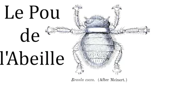 Dessin sur une planche anatomique du pou de l'abeille, une petite mouche sans aile parasite des abeilles.