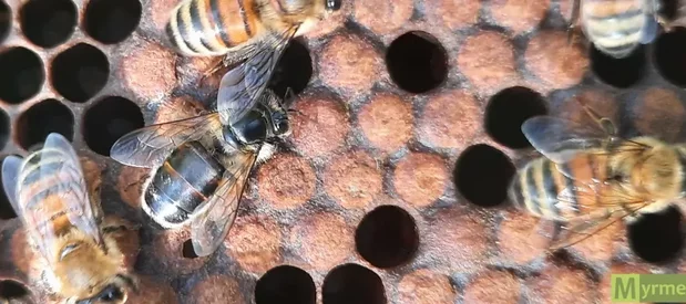 Une abeille noire brillante sans poils dans une ruche. Cette abeille est atteinte du CBPV, une maladie de l'abeille aussi appelée maladie noire, mal de mai ou mal des forêts. Les autres abeilles sur la photo n'ont pas de symptômes.