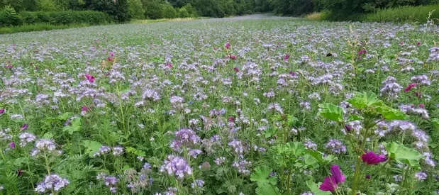 Une prairie fleurie couverte de bourrache, phacélie et mauves (Borrago officinalis, Phacelia, Malva) semée pour les abeilles et insectes pollinisateurs.