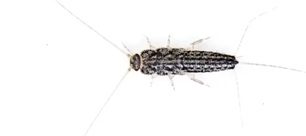 Poissons d'argent gris argenté blanc et noir dans une maison vu de dessus sur fond blanc, cet animal ressemble à un insecte et à trois cerques à l'arrière du corps.