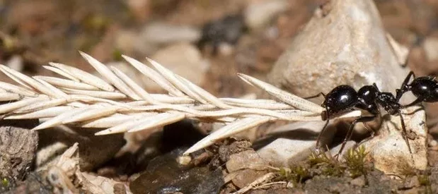 Une fourmi granivore noire brillante (Messor), porte un épis de graines au sol, mesurant plusieurs fois sa taille et pesant plusieurs fois son propre poids.