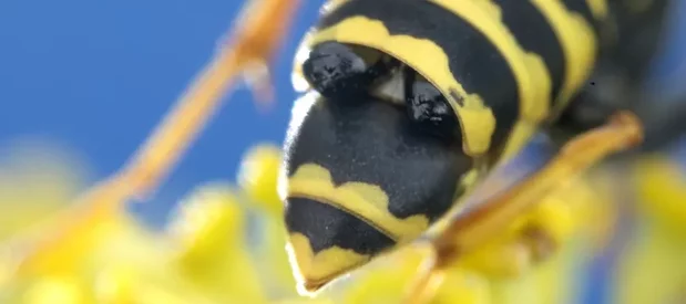 Deux pupes d'insectes parasites du genre Strepsiptera, aussi appelés strepsiptères ou stylops, entre deux segments de l'abdomen d'une guêpe à papier ou poliste.